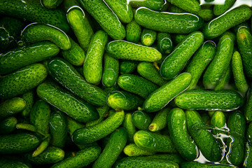 Cucumbers in water. The process of pickling cucumbers.