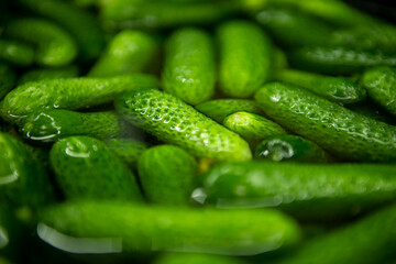 Cucumbers in water. The process of pickling cucumbers.