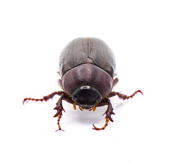 Brown June beetle bug insect - Diplotaxis punctatorugosa - a scarab found in Florida, isolated on white background front face view