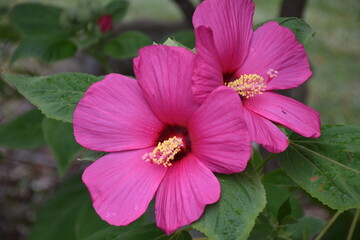 Pink Hibiscus Flowers in a Garden