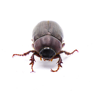 Brown June beetle bug insect - Diplotaxis punctatorugosa - a scarab found in Florida, isolated on white background front face view