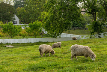 Obraz premium Sheep grazing in traditional white fenced meadow in Williamsburg Virginia