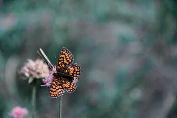 Butterfly Paphia on a flowering thyme in the forest