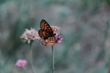 Fototapeta na wymiar Butterfly Paphia on a flowering thyme in the forest