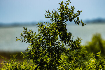 The Dobrogean olive, scientifically known as Ziziphus jujube, is a remarkable fruit that thrives in the Dobrogea region. Its distinctive characteristics make it a treasure of nature.