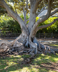 Vintage Silver Gray Banyan Tree with a Green Background.