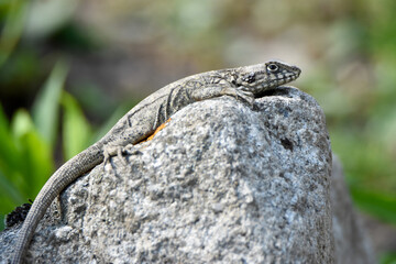 lizard on the rock