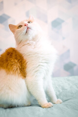Portrait of a Playful Ginger Cat raising its paw and looking away. A domestic white cat with red spots is sitting on the bed.