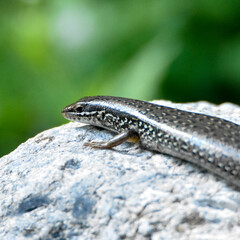 Ground Skink
