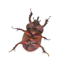 large male adult Ox Beetle or elephant beetle - Strategus aloeus showing three horns. Isolated on...