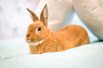 Funny cute decorative rabbit bunny full body lying on bed in white modern interior,looking at camera. Smart adorable pet,domestic animal, relaxing ,having rest.