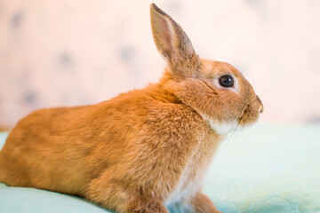 Close up adorable red rabbit on white background. Young cute red bunny sitting on white bed. Lovely pet with fluffy hair.