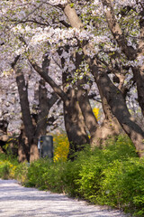 Cherry Blossoms in spring with Soft focus, at Yeongdeungpo Yeouido Spring Flower Festival in Seoul, South Korea