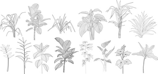 Leaves isolated on white collection. Tropical leaves set. Hand drawn abstract illustration.