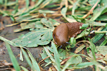A large red Spanish slug eats a blade of grass. Up close