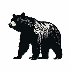 illustration of a bear isolated on white