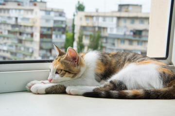 In the room on the windowsill lies a tricolor cat and looks out the window.