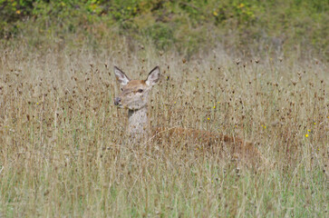 Villetta Barrea - Abruzzo - A shy fawn looks and camouflages itself in the tall grass