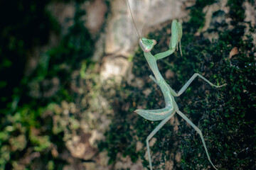 Praying mantis alone on a tree trunk