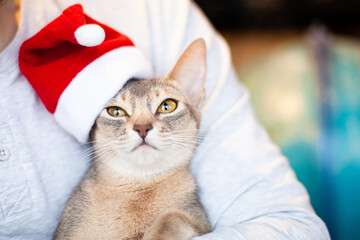 Funny abyssinian cat with santa hat on head. Pets care. Merry Christmas and Happy New Year concept. Selective focus.