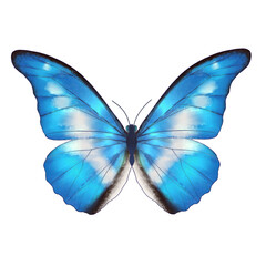 Fototapeta na wymiar butterfly on white background png