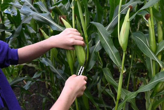 Close-up of green husked ear of corn in field