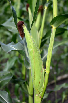 Close-up of green husked ear of corn in field