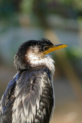 great blue heron