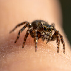 Jumping Spider / Evarcha