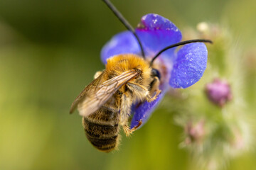 bee on a flower