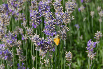 Large Skipper butterfly (Ochlodes sylvanus) perched on lavender plant in Zurich, Switzerland