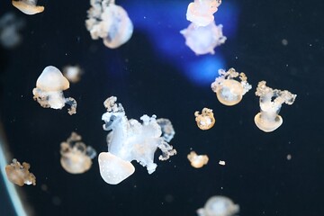 Obraz na płótnie Canvas Marble jellyfish in the sea