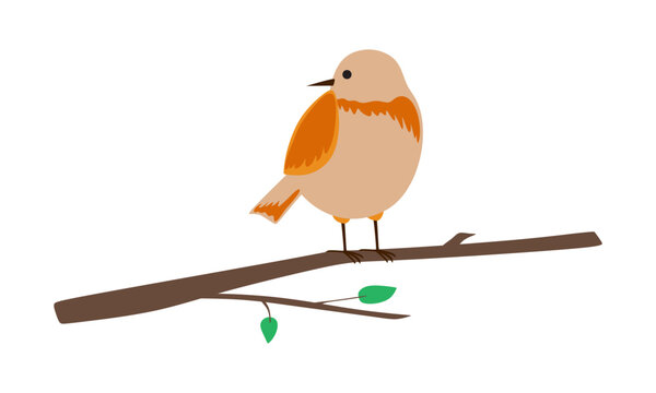 Cute robin bird on branch. Vector illustration. Isolated on white background.