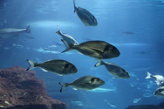 Swarm of The gilt-head (sea) breams (Sparus aurata)