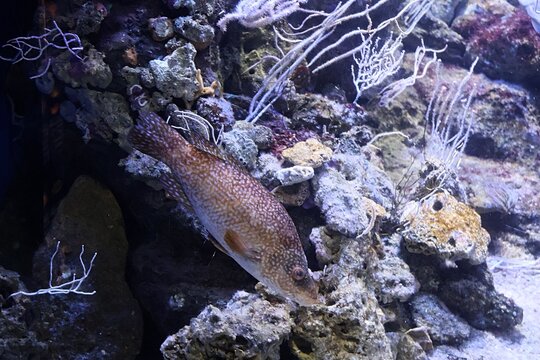 The ballan wrasse (Labrus bergylta)
