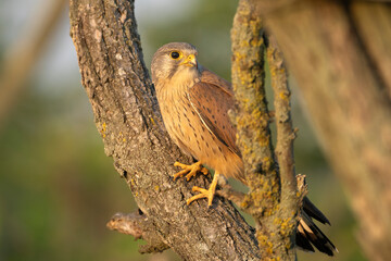 Common kestrel, European kestrel, Eurasian kestrel or Old World kestrel - Falco tinnunculus in branches. Photo from Kisújszállás in Hungary