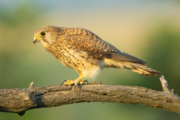 Common kestrel, European kestrel, Eurasian kestrel or Old World kestrel - Falco tinnunculus perched at green background. Photo from Kisújszállás in Hungary	