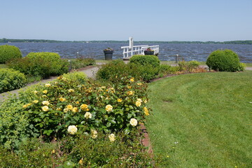 Rosen im Kurpark am Zwischenahner Meer in Bad Zwischenahn