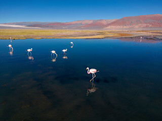 Flamingos in the colorful Laguna Carachi Pampa in the deserted highlands of northern Argentina -...