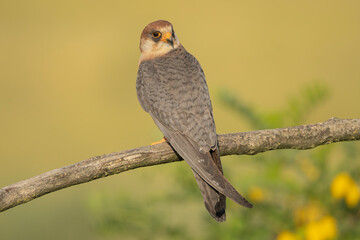 Red-footed falcon, western red-footed falcon - Falco vespertinus, male on yellow -green background. Photo from Kisújszállás in Hungary