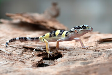 Baby leopard gecko on a tree log