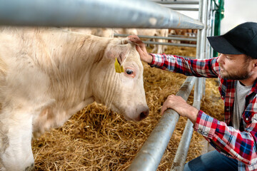 Man farm worker conducting a visual medical checkup at cattle livestock, farmer gently touching the...