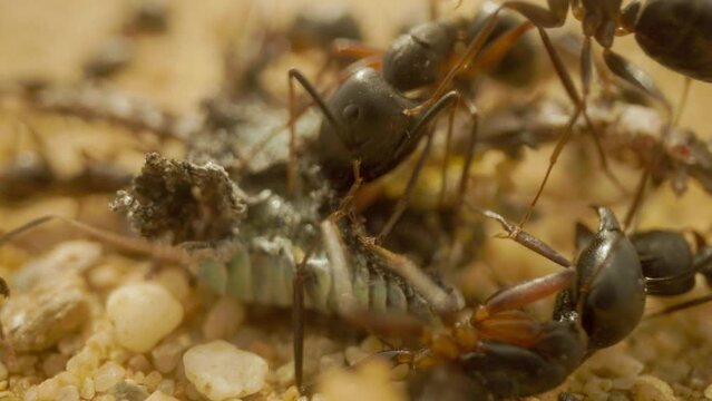 Close up footage of ants