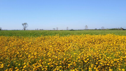 Yellow daisies field