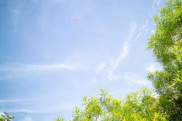 Green foliage background cloudy sky