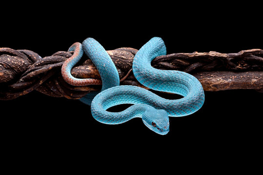 Lesser Sunda pit viper (Trimeresurus insularis) in black background