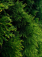 Thuja leaves texture background base