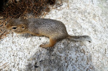 Ground squirrel on the stone