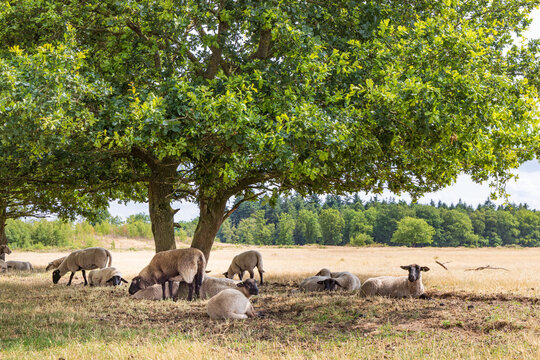 Sheep under big oak tree hiding for the sun in nature park Molenveld in Exloo municipality Borger-Odoorn in Drente The Netherlands