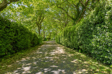 Path in the park with green trees and hedgerows in summer